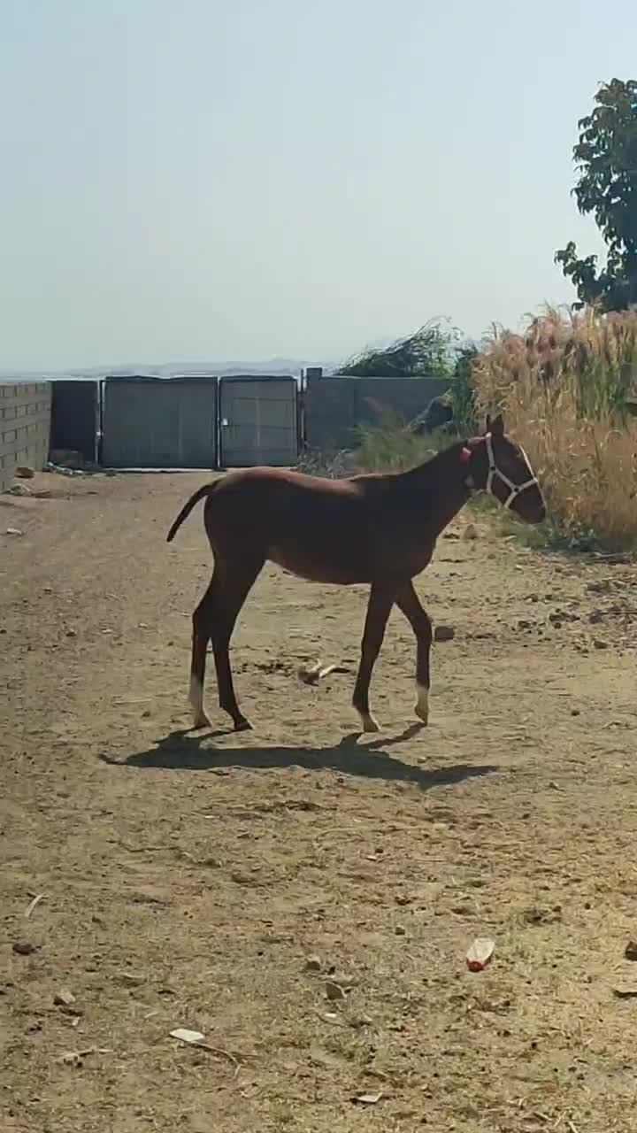 کره اسب|اسب و تجهیزات اسبسواری|شیراز, گویم|دیوار