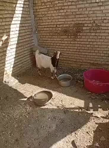 بز صومالی|حیوانات مزرعه|اهواز, کوی مندلی(سه راه خرمشهر)|دیوار