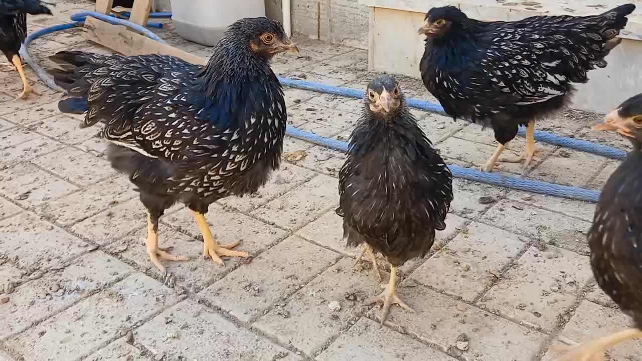 نیمچه بارنولدر|حیوانات مزرعه|برزک, |دیوار