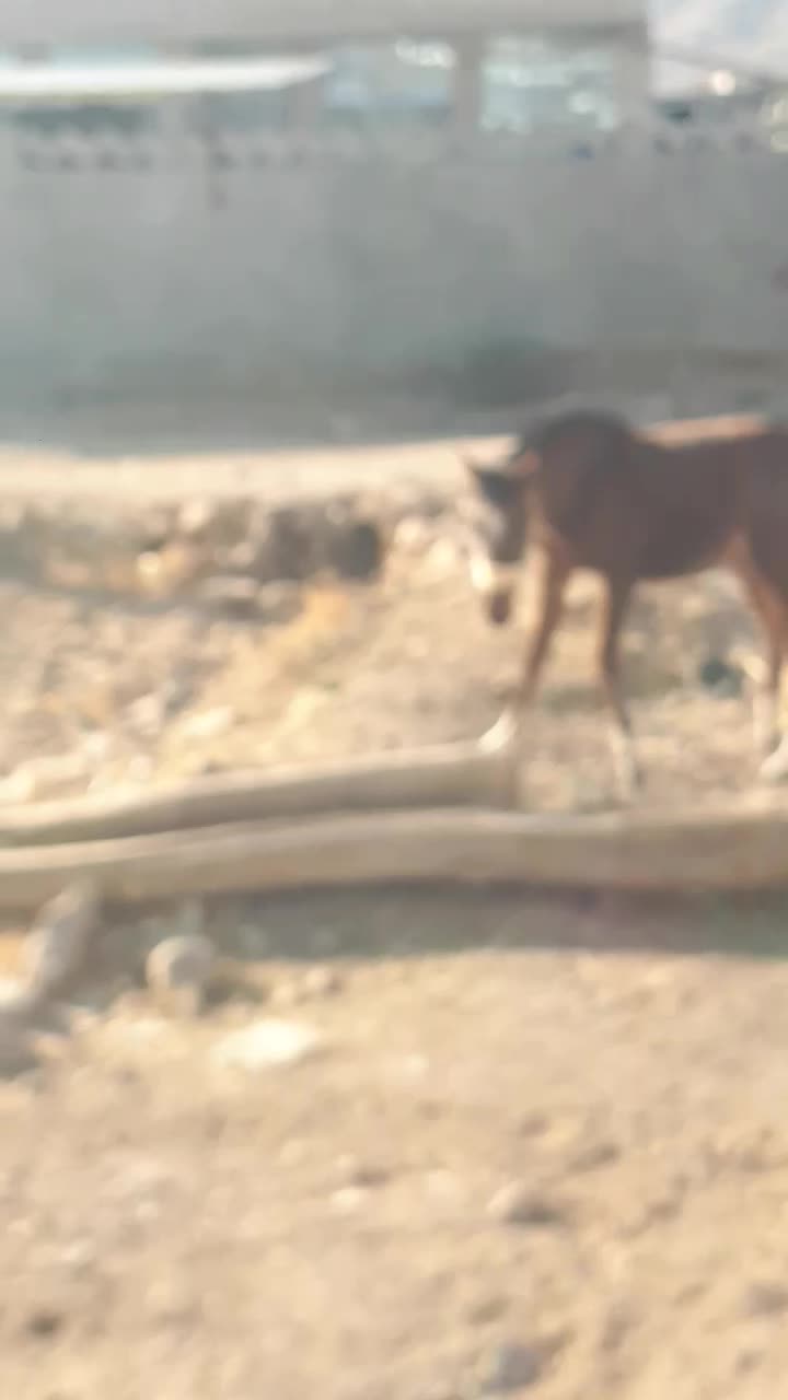 مادیون|اسب و تجهیزات اسب‌سواری|لردگان, |دیوار