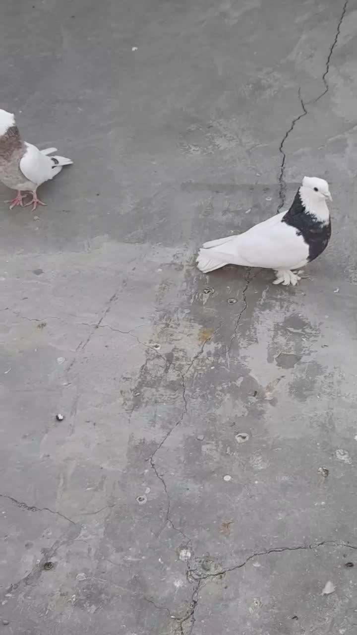 طوقی|پرنده|آران و بیدگل, |دیوار