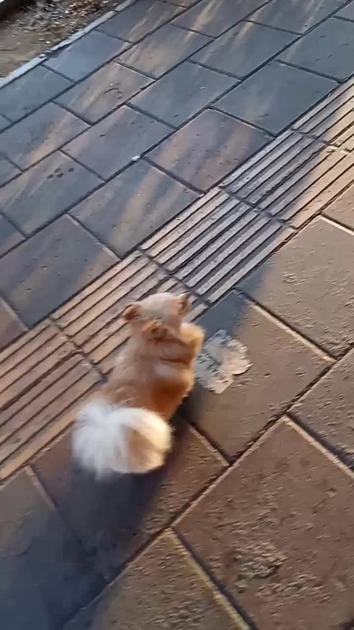 پامرانیان عروسکی|سگ|ری, ظهیرآباد|دیوار