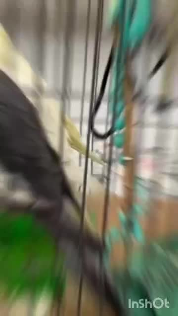 قفس عروس|لوازم جانبی حیوانات|تهران, جنتآباد جنوبی|دیوار