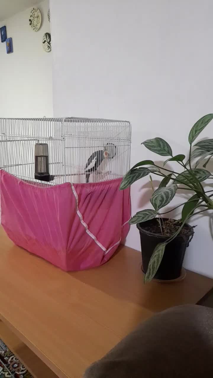 عروس هلندی|پرنده|فومن, |دیوار