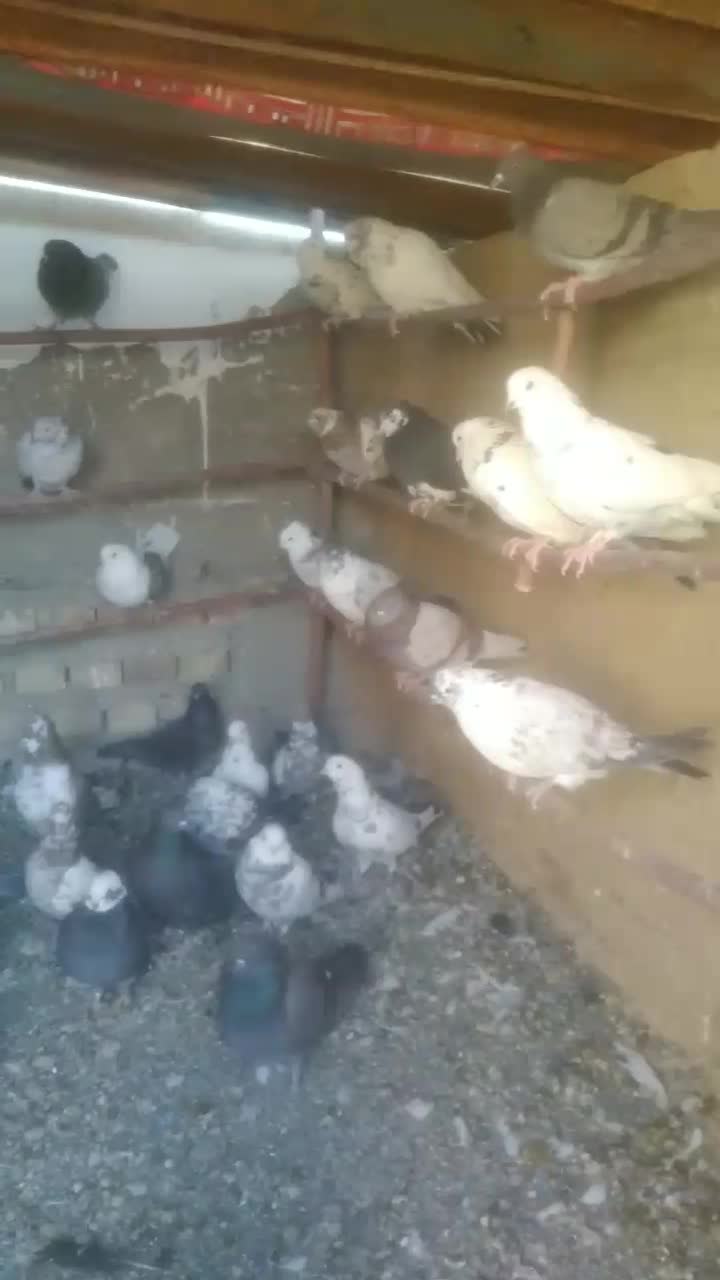 کبوتر|پرنده|جوادآباد, |دیوار