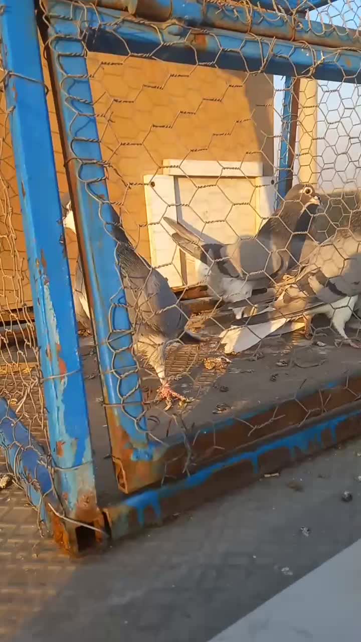 دمگیر|پرنده|خمینیشهر, |دیوار