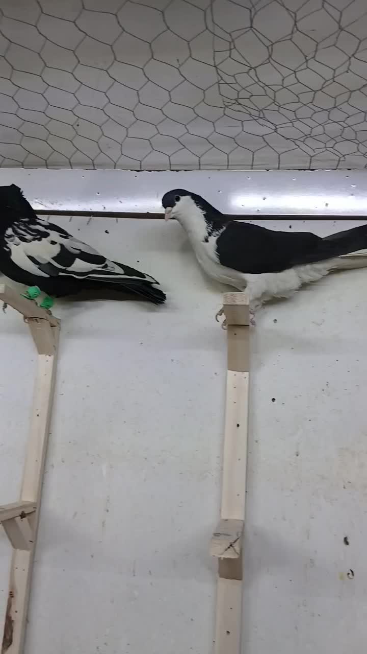 کبوتر فروشی|پرنده|شیروان (خراسان), |دیوار