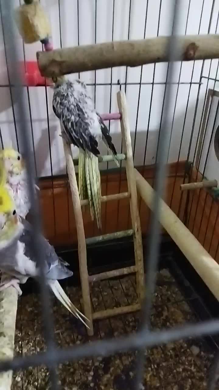 جوجه عروس هلندی|پرنده|پاکدشت, پاکدشت (مامازند)|دیوار