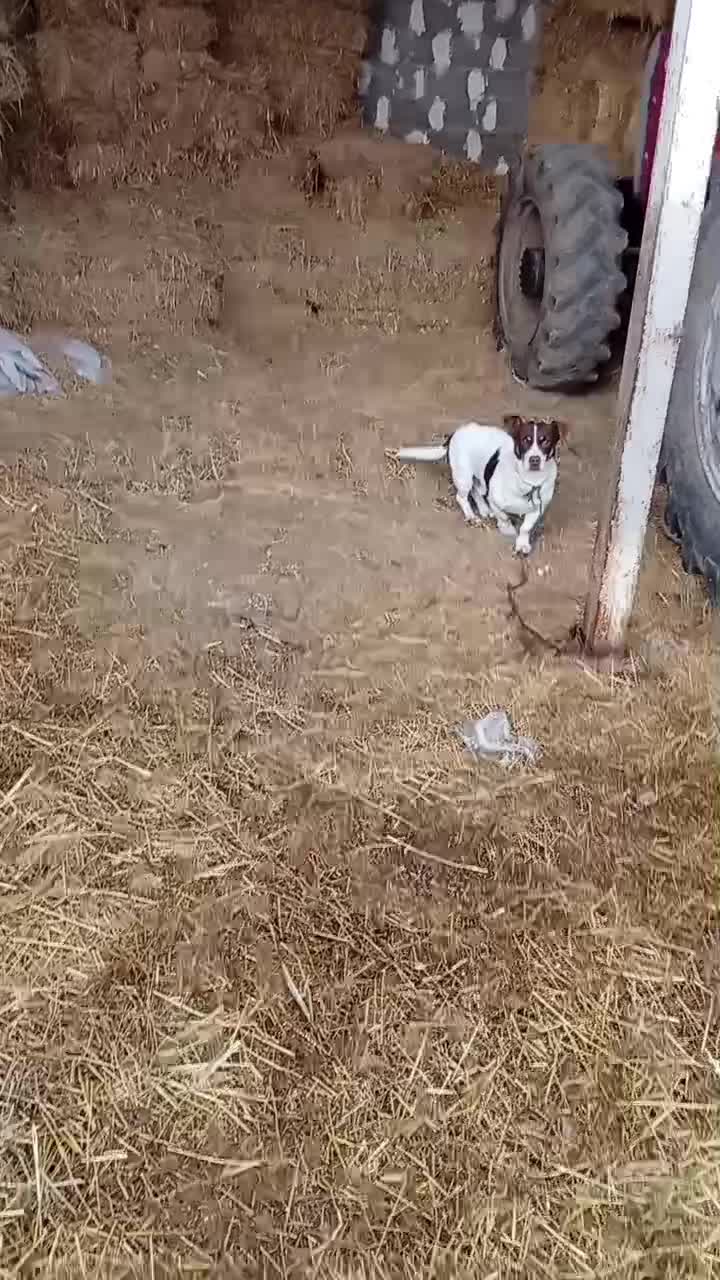 سگ پاکوتاه|سگ|آق قلا, |دیوار