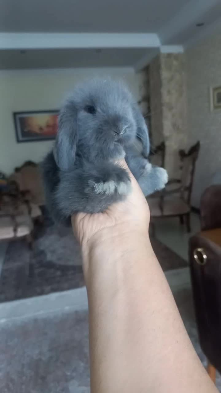 خرگوش های لوپی خانگی مسترمینی لوپ|موش و خرگوش|تهران, مرزداران|دیوار