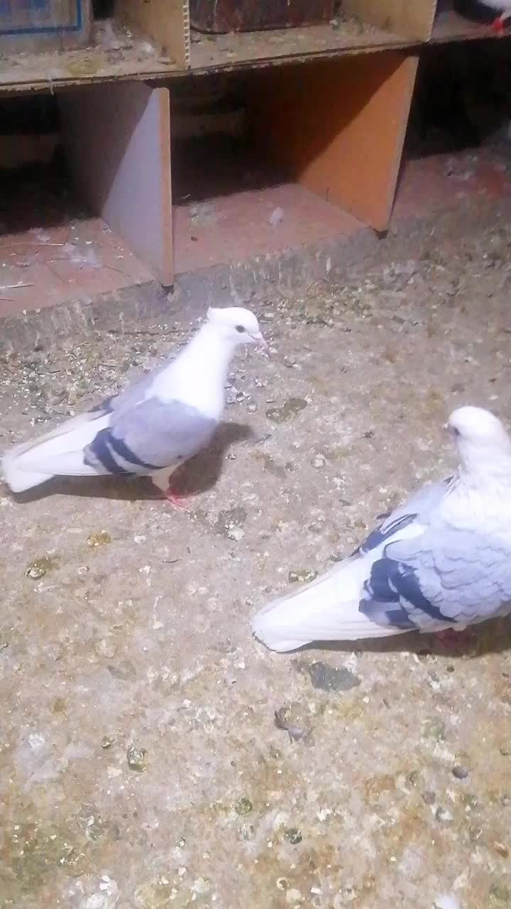 کبوتر|پرنده|سیلوانه, |دیوار