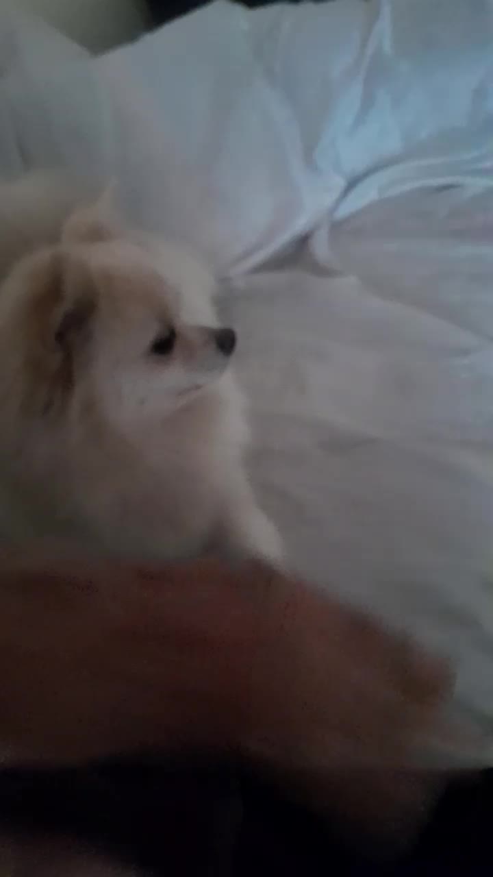 سگ پامر ۱ ساله|سگ|چهاردانگه (تهران), |دیوار