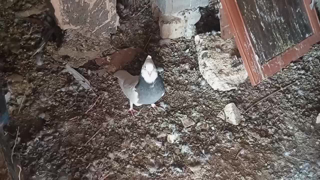 کبوتر طوقی|پرنده|کوهمره, |دیوار