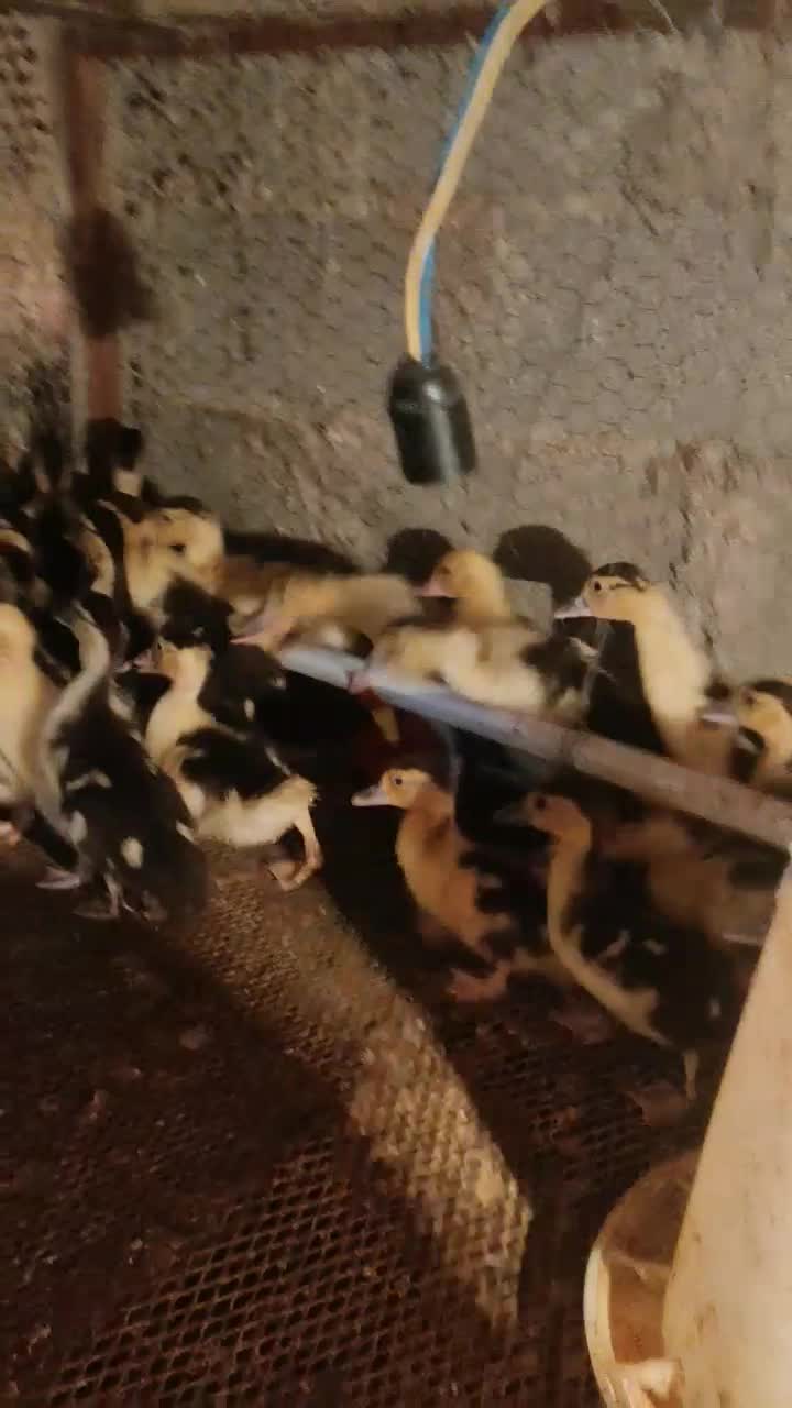 جوجه اردک خارجی یک ماهه|حیوانات مزرعه|بابل, |دیوار