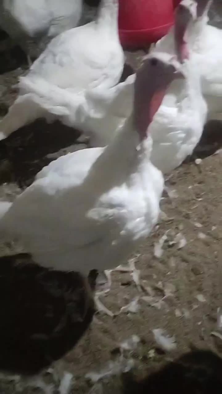 بوقلمون گوشتی|حیوانات مزرعه|قوچان, |دیوار