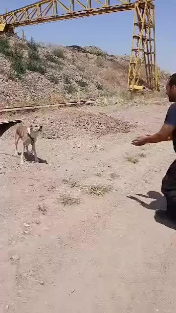 سگ نگهبان|سگ|قزوین, |دیوار