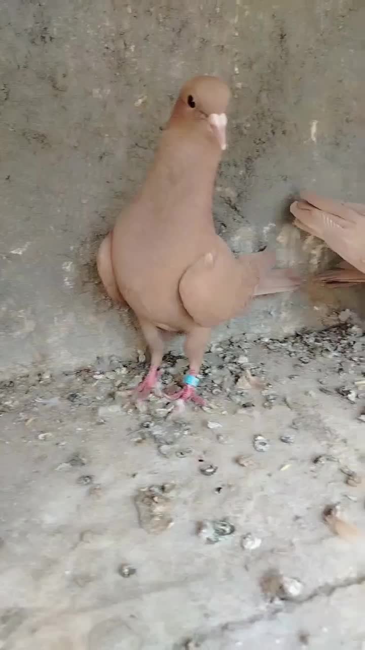 کفتر زرد کرمانی کاکلی|پرنده|فردوس (خراسان), |دیوار