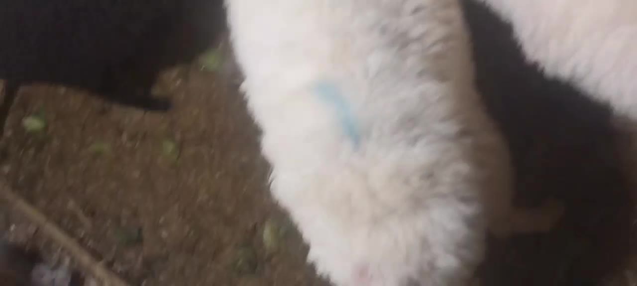 فروش گوسفند ابسته و با بچه|حیوانات مزرعه|رودسر, |دیوار