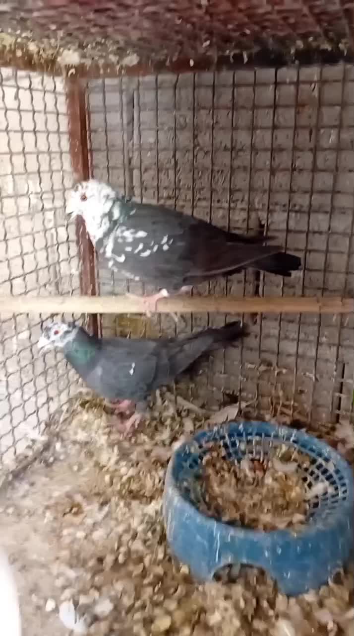 تعدادی کبوتر|پرنده|فیروزآباد (فارس), |دیوار