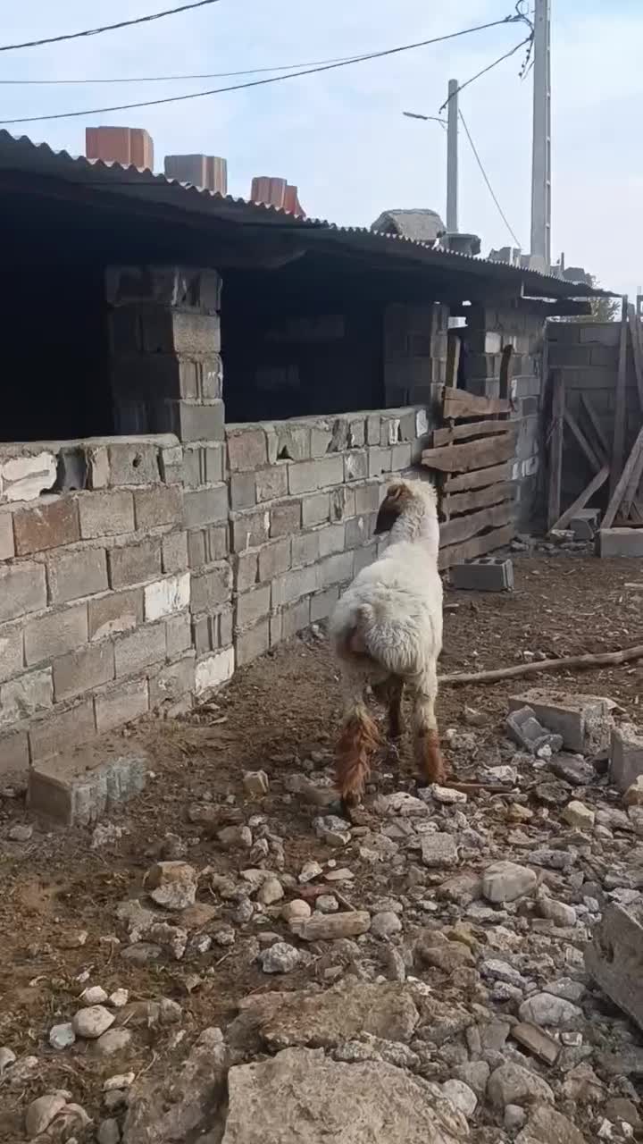 بره قوچی نژاد ترکمنی|حیوانات مزرعه|مینودشت, |دیوار