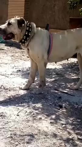 واگذاری ماده خیلی درشت گوسفندی وخاستار|سگ|سبزوار, پاسداران|دیوار