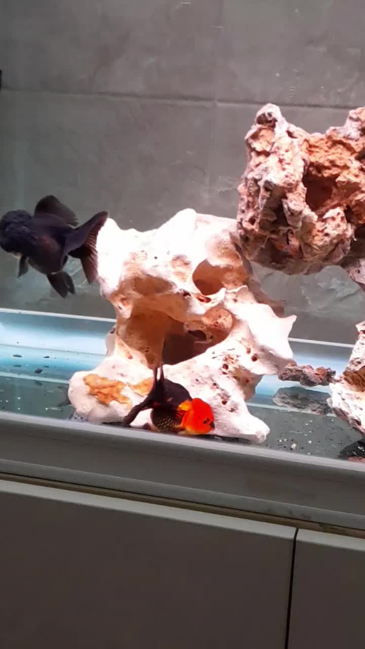 گلدفیش وارداتی|ماهی|بروجرد, |دیوار