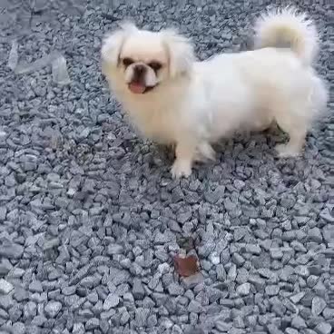 سگ نژاد تیپتان اسپانیل|سگ|تهران, زعفرانیه|دیوار