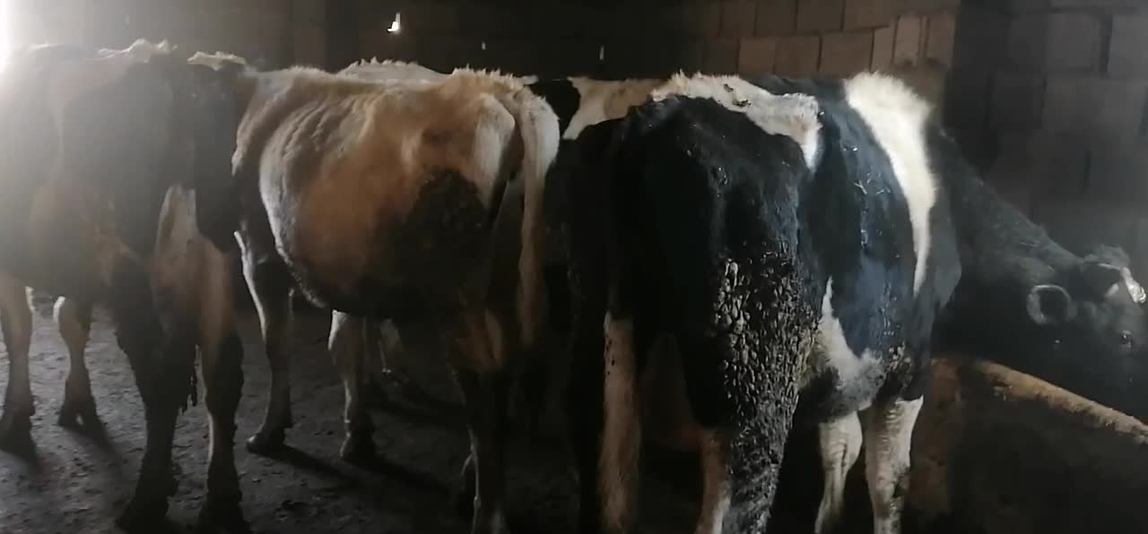 گوساله نر|حیوانات مزرعه|قزوین, |دیوار