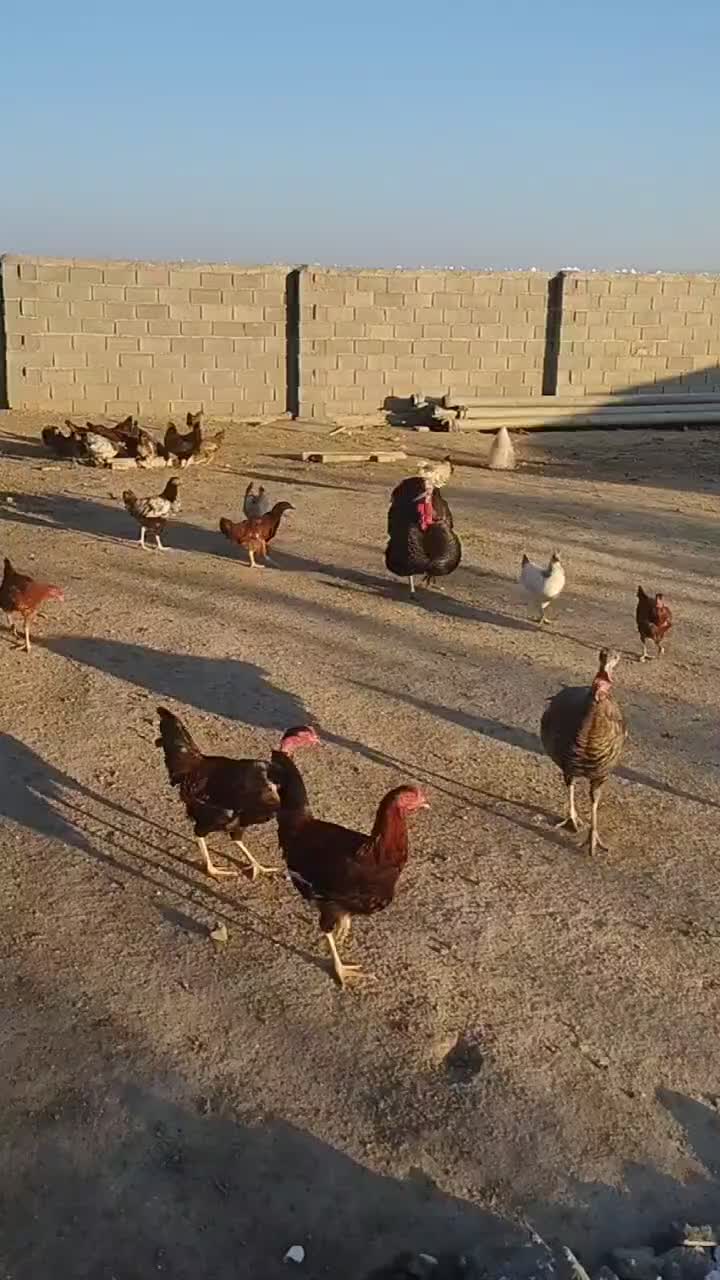 مرغ و بوقلمون|حیوانات مزرعه|گمیشان, |دیوار
