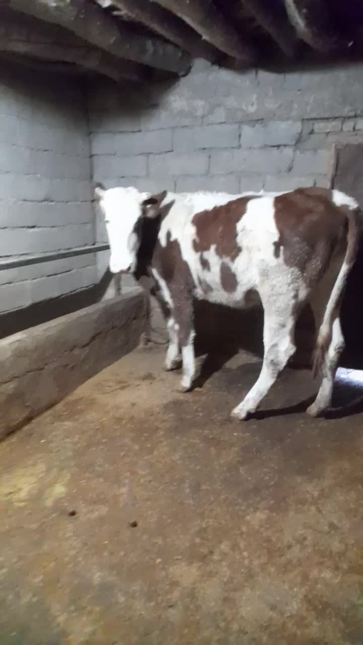 گوساله ،گاو ،تلیسه سیمینتال|حیوانات مزرعه|بیلوار, |دیوار