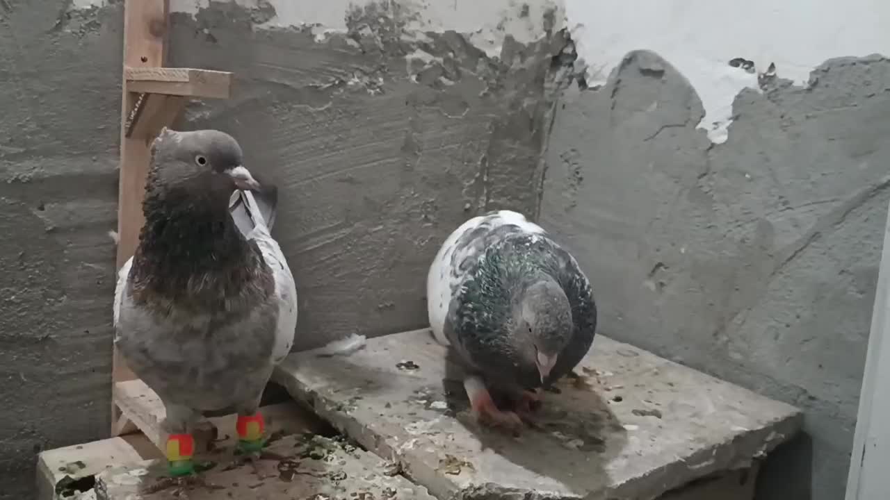 کفتر جفتگاه سینه هفت رنگ و ساده کاکلی شقه پرشی|پرنده|مشهد, خواجه ربیع|دیوار