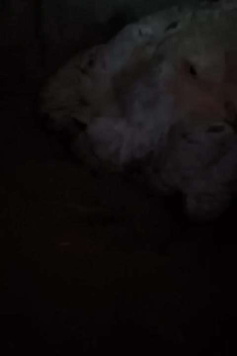 مرغ لاری|حیوانات مزرعه|ری, فیروزآباد|دیوار