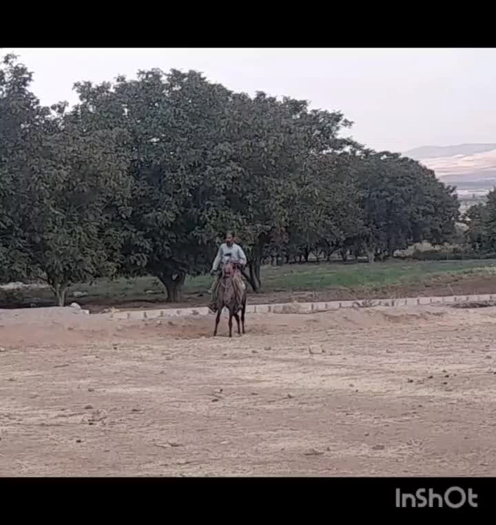 مادیون  کرد جفت زن|اسب و تجهیزات اسب‌سواری|بروجرد, |دیوار