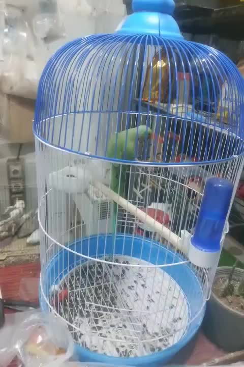 پرنده سرای کاسکو|پرنده|خوی, |دیوار