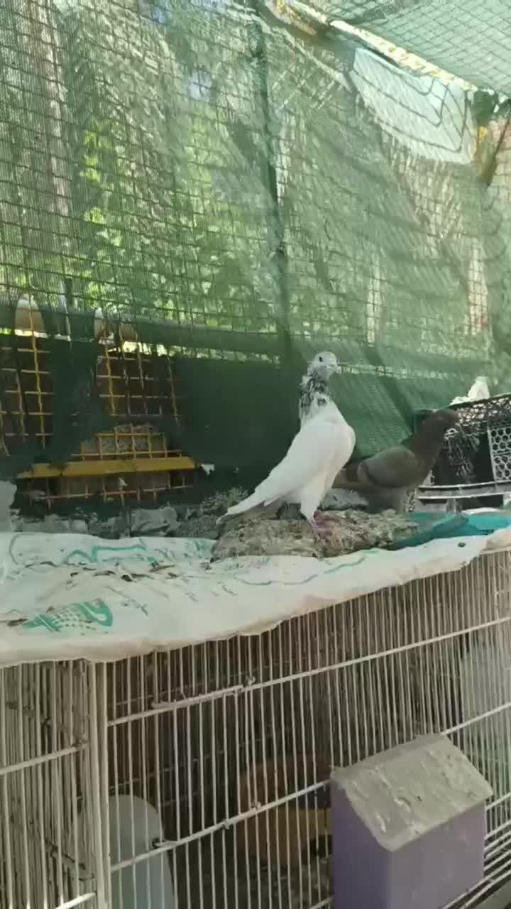 کبوتر گلدن کماندو|پرنده|ارزوئیه, |دیوار