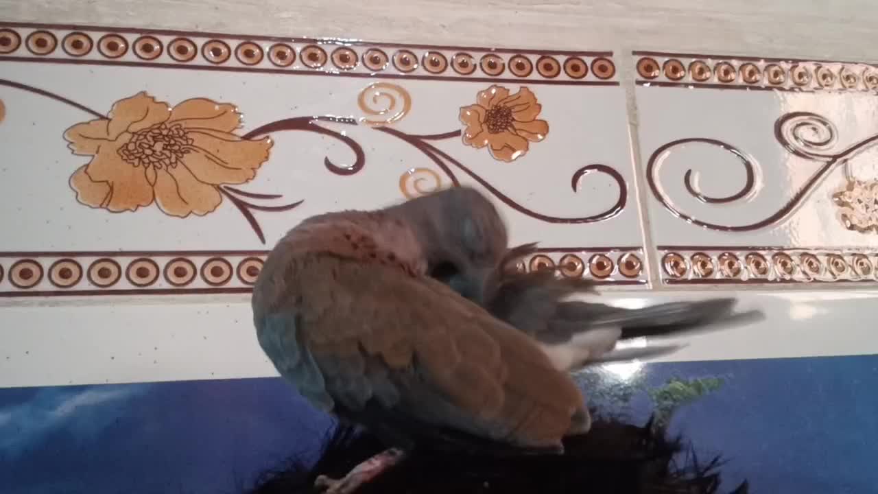 مجسمهکبوتر خا ن گی|مجسمه، تندیس، ماکت|زابل, |دیوار