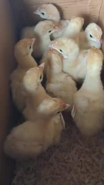 جوجه|حیوانات مزرعه|کلاله, |دیوار