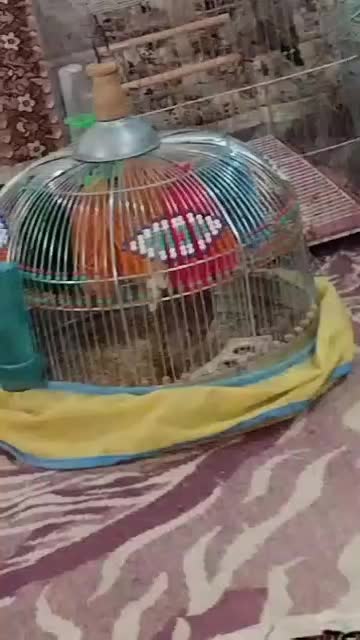 خاکیو|پرنده|خورموج, |دیوار