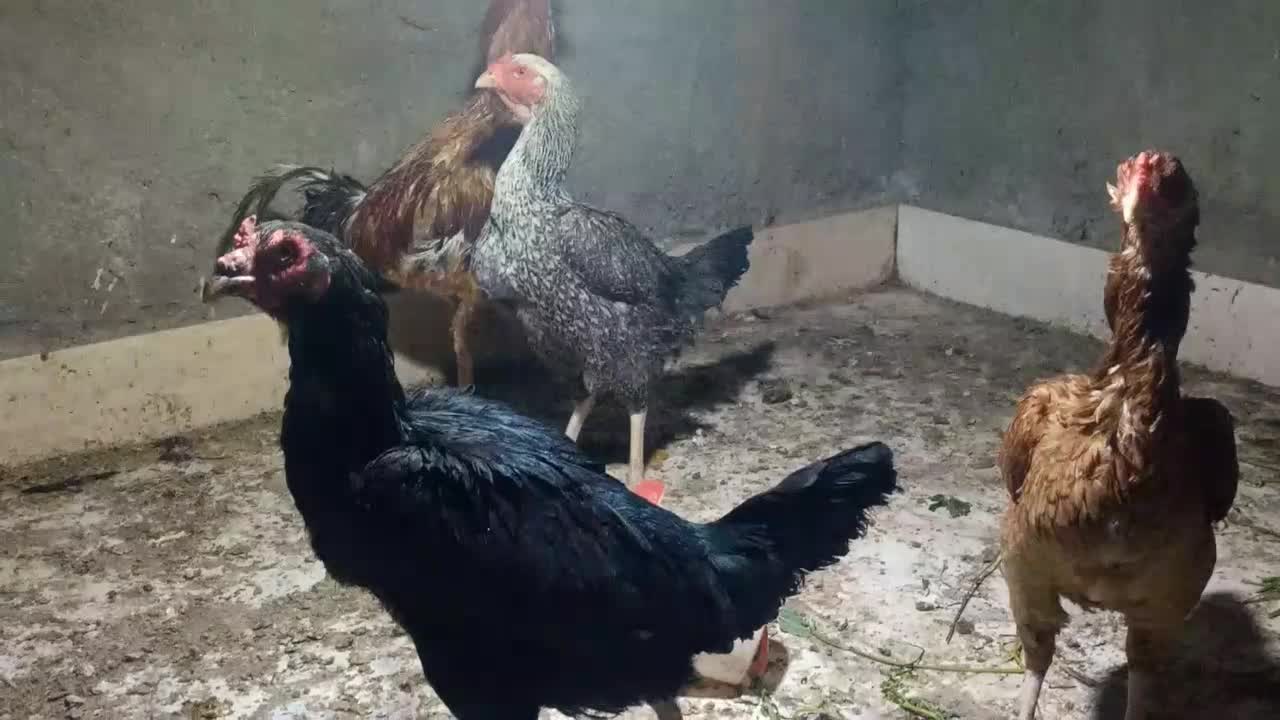 ۵۰ کفتر و یک خروس لاری و۴مرغ لاری معاوضه باموتور|پرنده|خاش, |دیوار