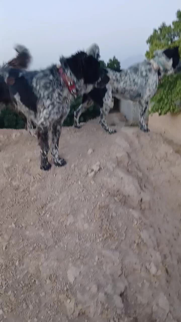 سگ گله|سگ|داران, |دیوار