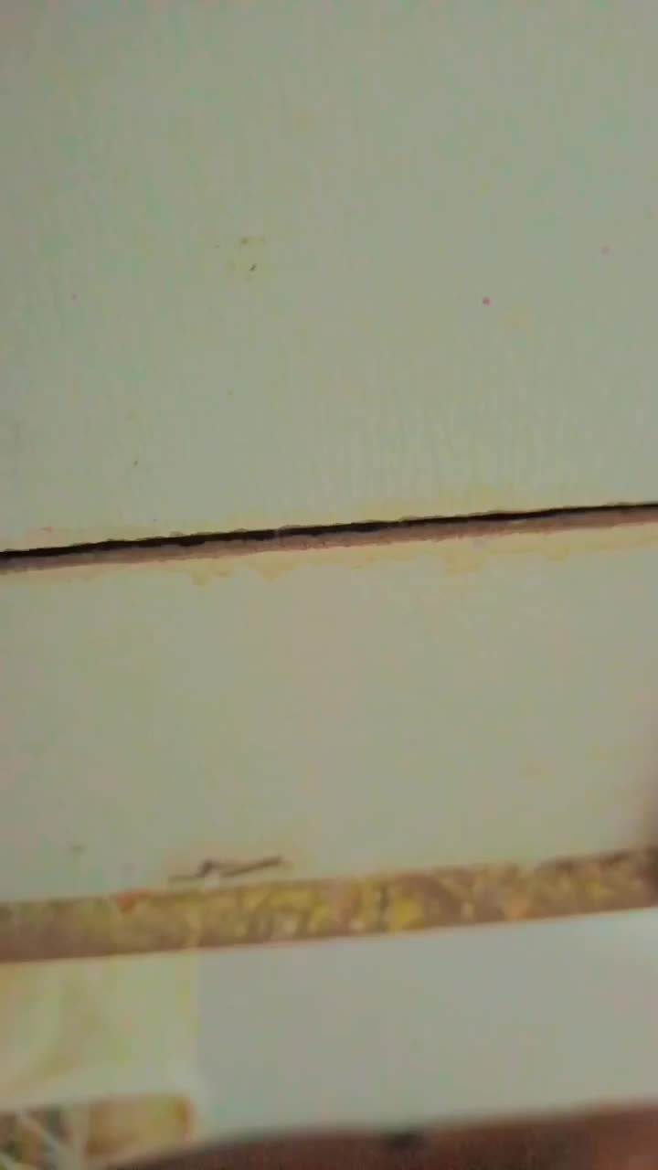 عروس هلندی لوتینو مولد  جفت با تخم|پرنده|مشهد, سیس‌آباد|دیوار