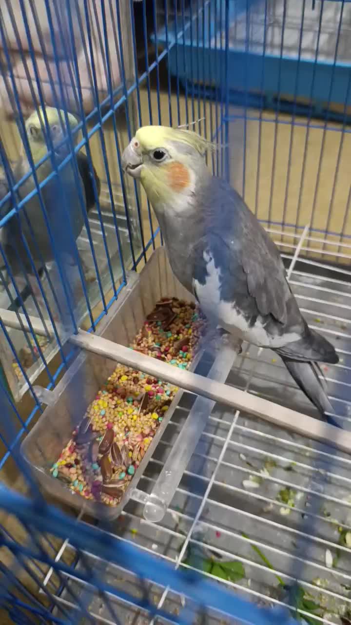 عروس پاریس نر فول فول دستی و سخنگو درجه یک|پرنده|اهواز, مجاهد|دیوار