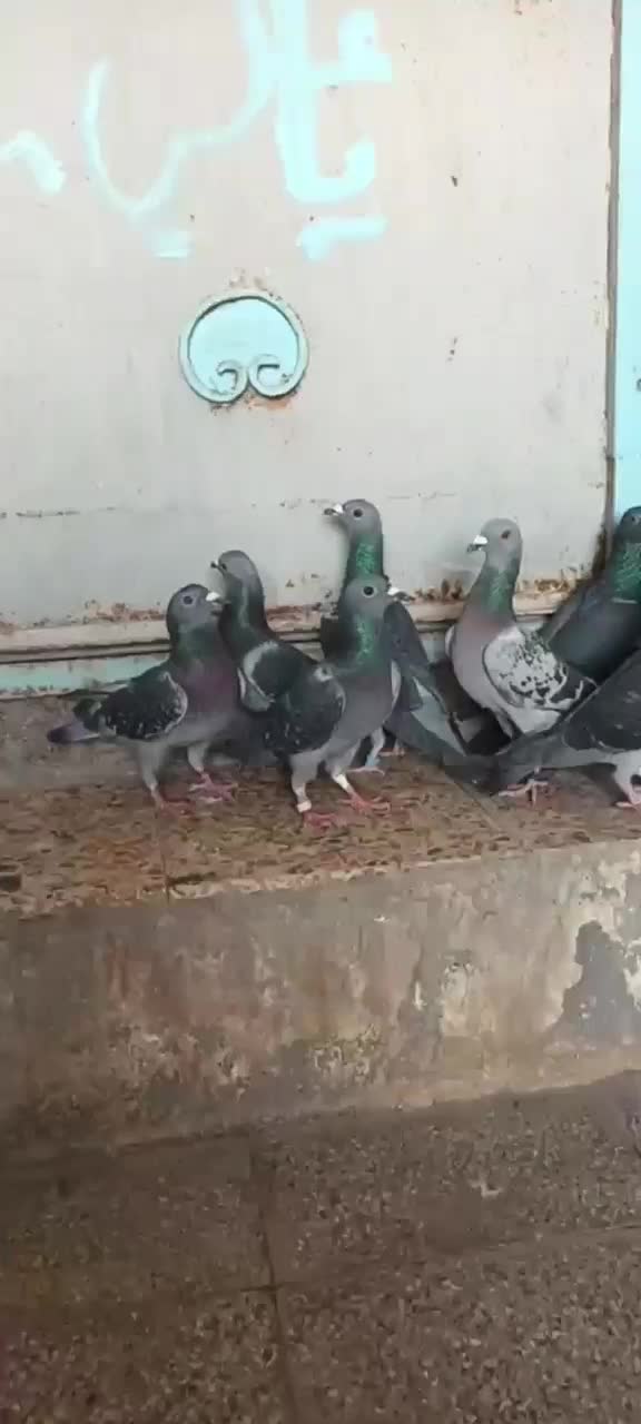 دغاغله|پرنده|اهواز, دغاغله|دیوار