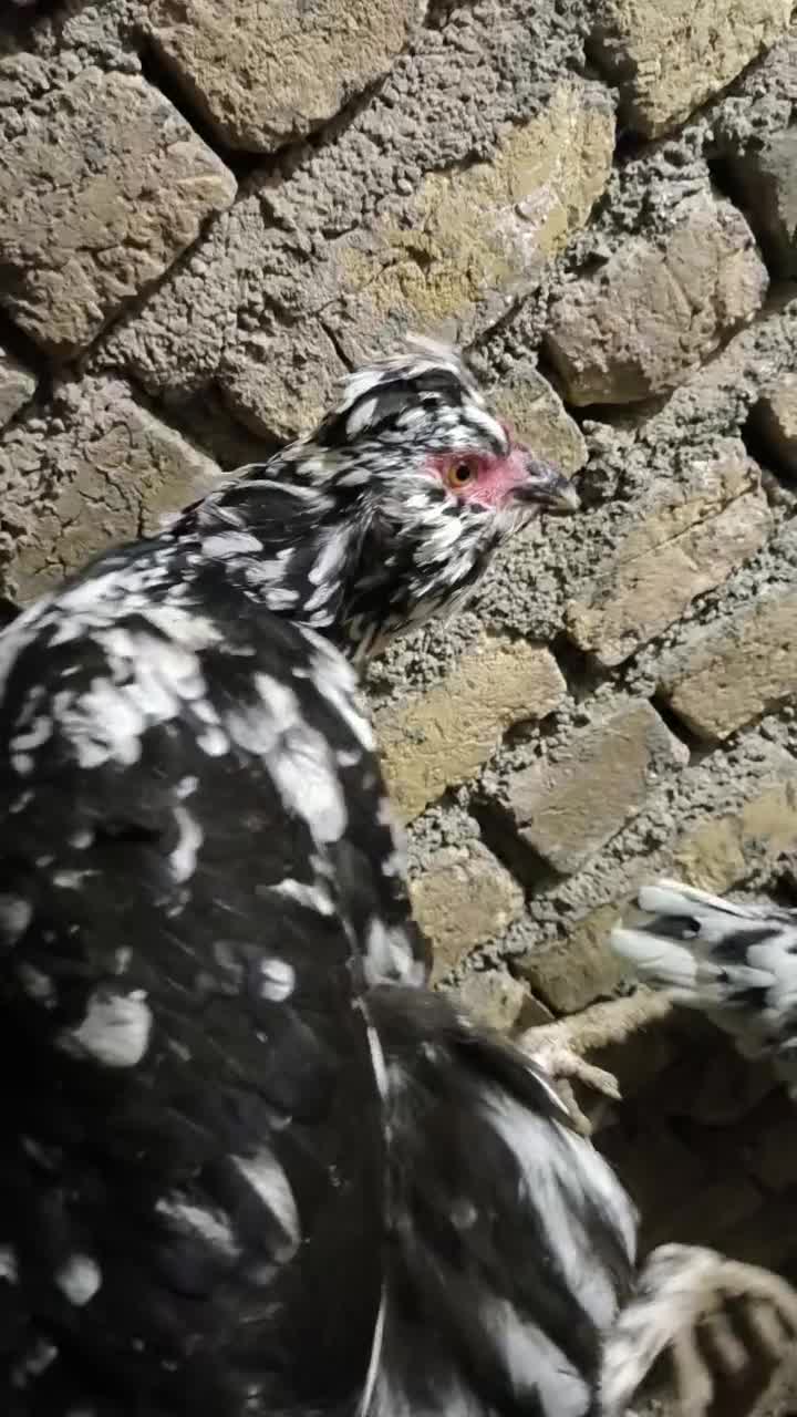 مرغ و خروس گلین|حیوانات مزرعه|انگوران, |دیوار