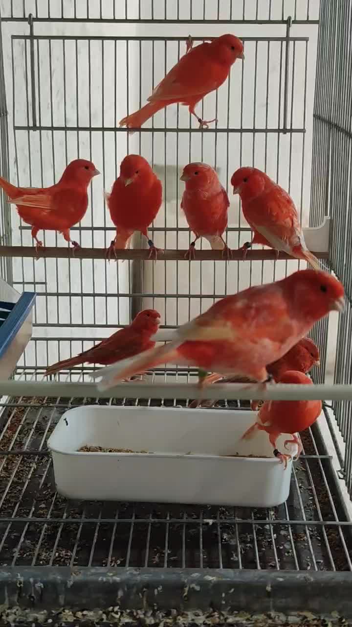 قناری رنگی|پرنده|سیرجان, |دیوار