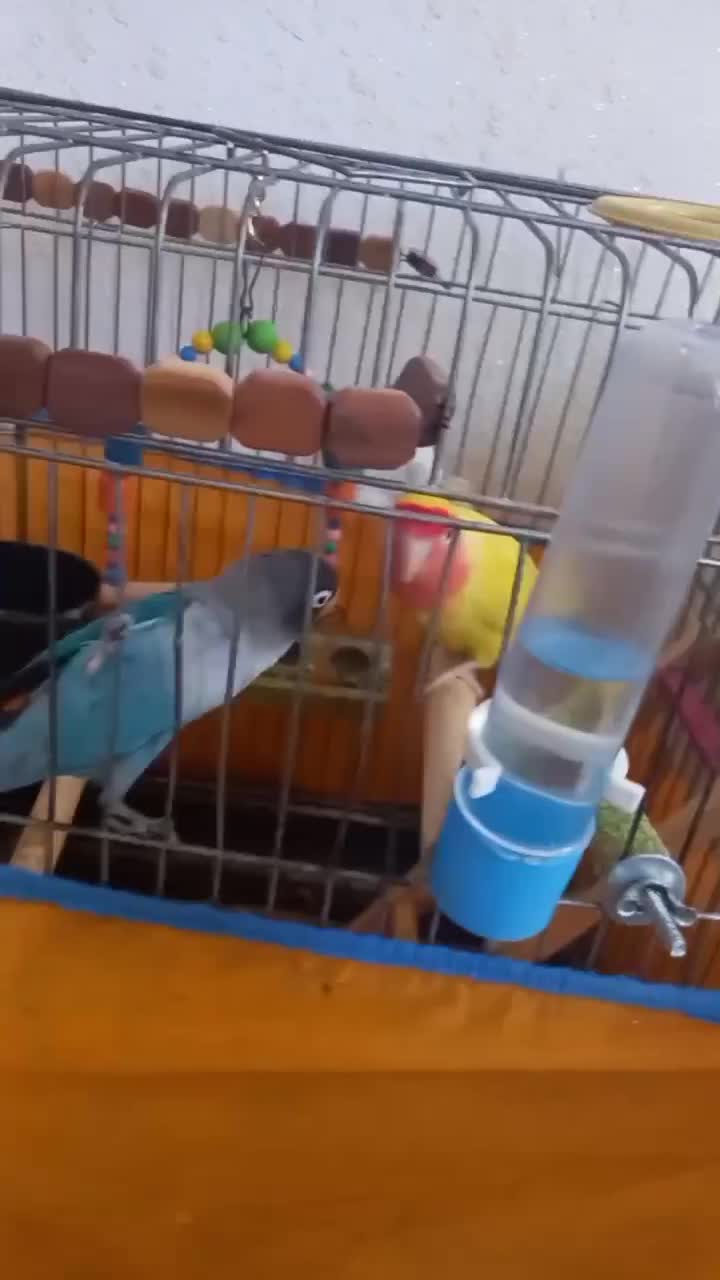 پرنده طوطی برزیلی|پرنده|اردبیل, |دیوار