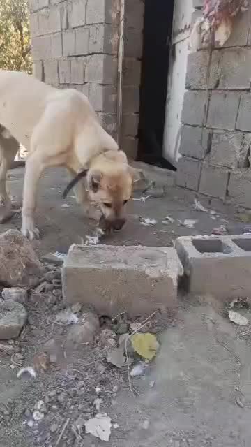 توله سگ 9ماهه پژدر|سگ|اشنویه, |دیوار