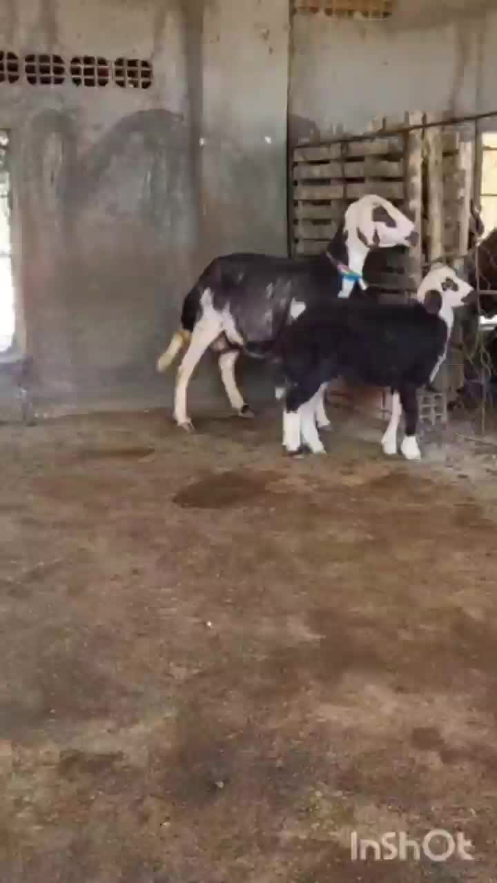 گوسفندبروجردی با بره ماده|حیوانات مزرعه|آق قلا, |دیوار