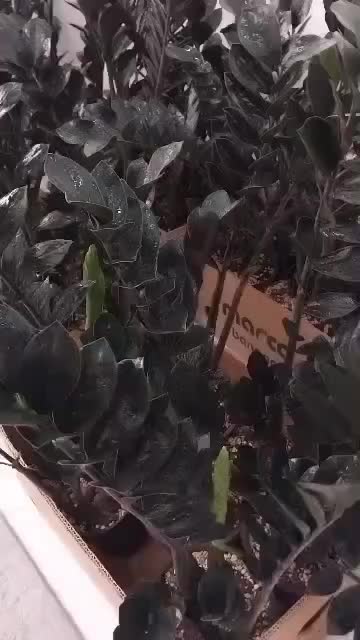 زاموفیلیا سوپر بلک|گل و گیاه طبیعی|اندیشه, شهرک مریم|دیوار