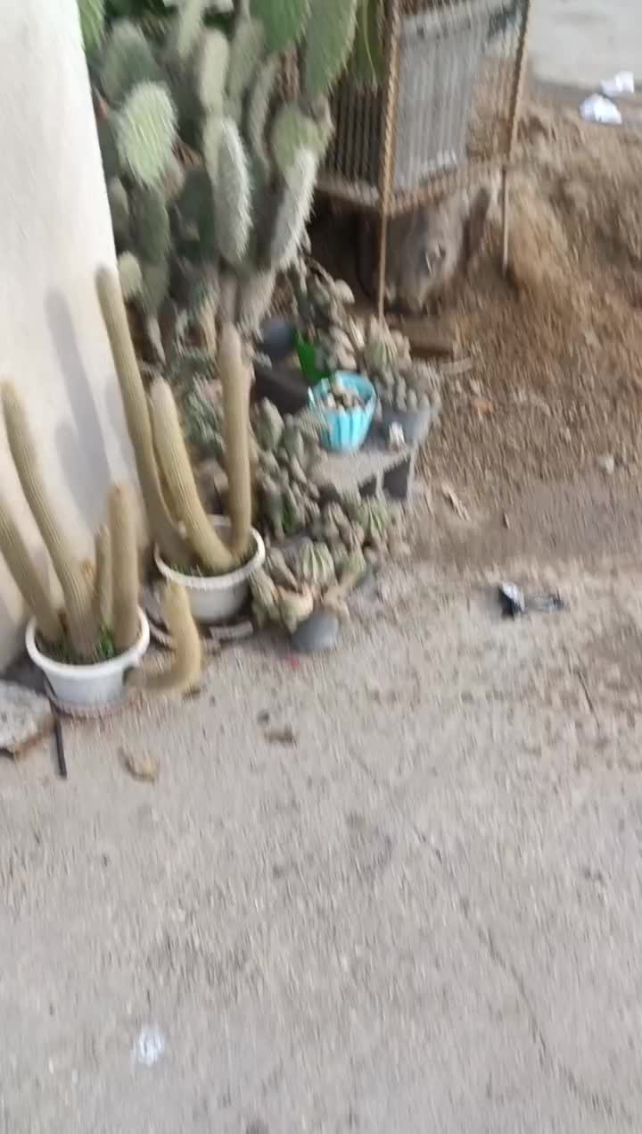 سهره گل قغل|پرنده|گنبد کاووس, |دیوار